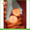 Natural Fresh Carrot From China